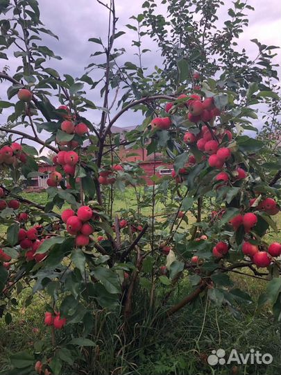 Саженцы яблони