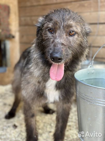 Милый и спокойный пёсик тоскует в приюте