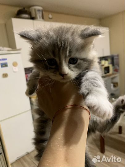 Котята мейн кун