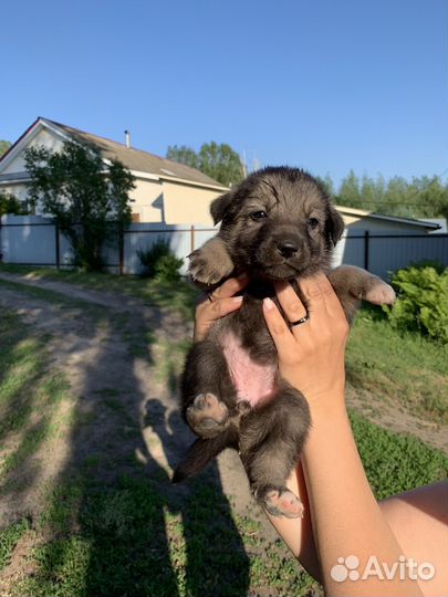 Щенки даром в добрые руки