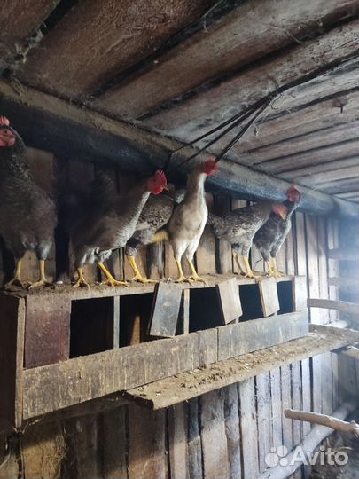 Петушки доминант, кучинские, гуси и утки