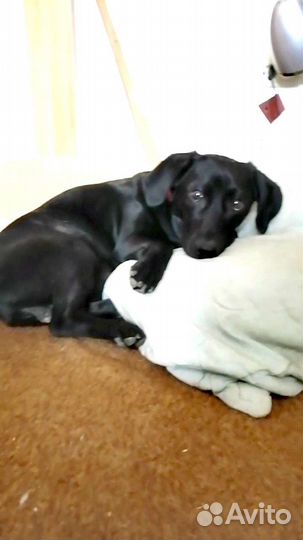 Метис таксы в добрые руки