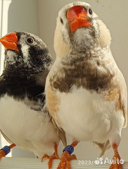 Амадины зебровые и японский