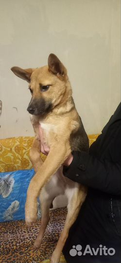 Собака в добрые руки отдам бесплатно