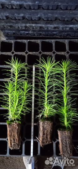 Сеянцы сосны обыкновенной зкс