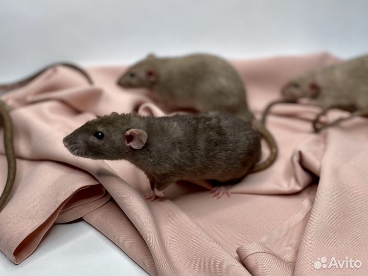 Крысята дамбо рекс