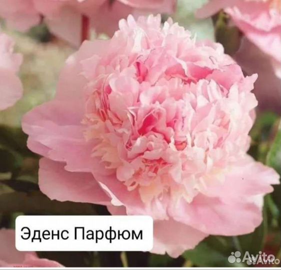Пионы саженцы