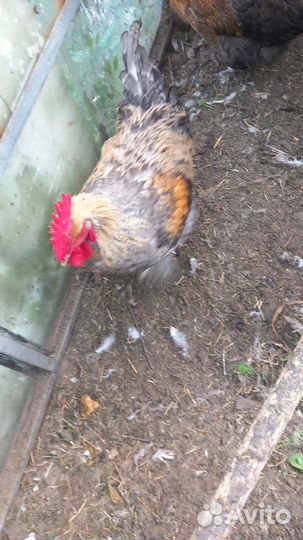 Продам молодых петушков
