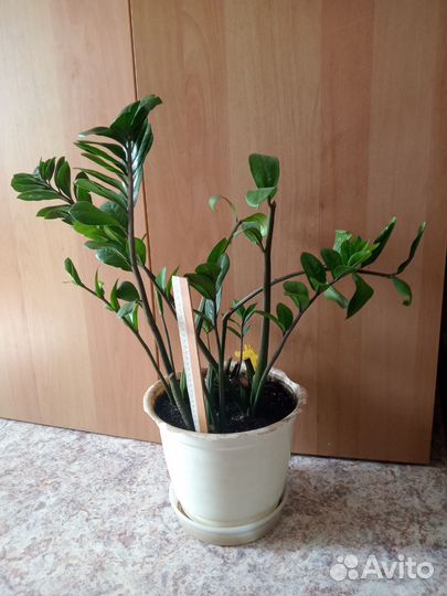 Замиокулькас комнатное растение