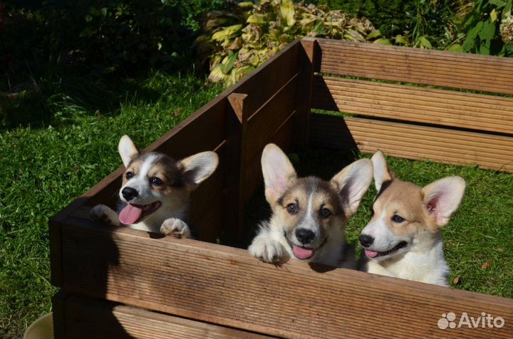 Собаки щенки