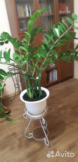 Замиокулькас