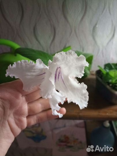 Стрептокарпус