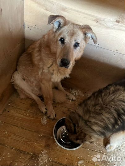 Собаки в дар бесплатно