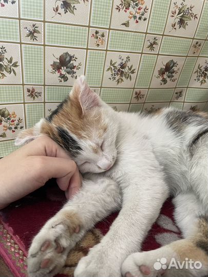 Вислоухая кошка