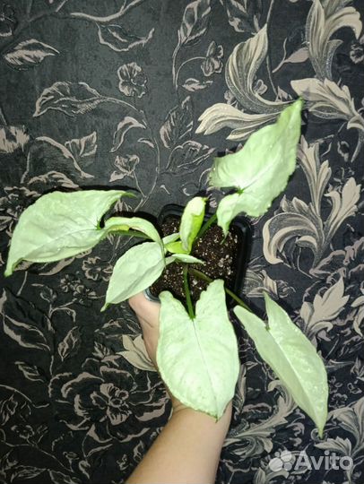 Сингониумы