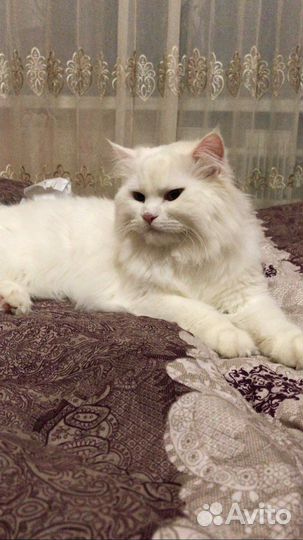 Кот в добрые руки