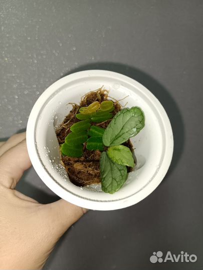 Растения для флорариума
