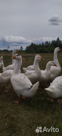 Петухи, утята, гусята