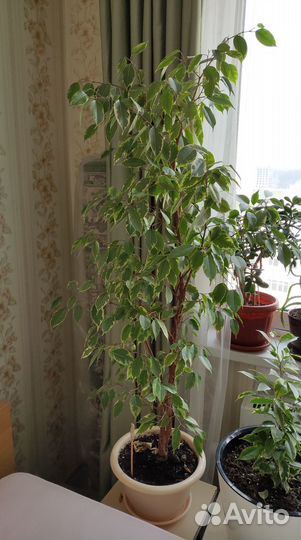 Фикус бенджамина пестролистный 115см