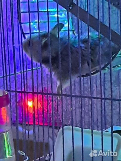 Отдам в добрые руки миленького хомячка