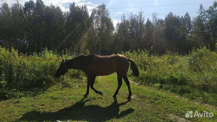 Молодая лошадка