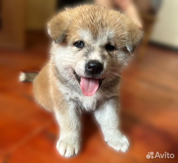 Щенки акита ину