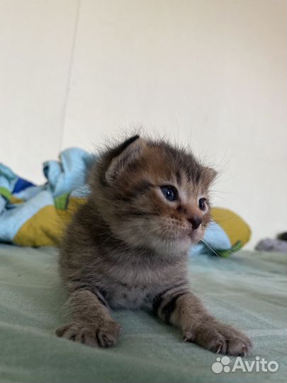 Котята в дар