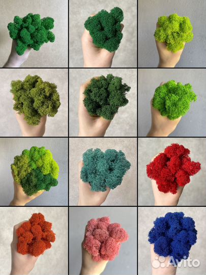 Стабилизированный мох, Зелёное Яблоко