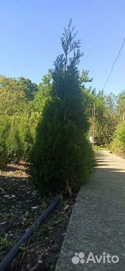 Туя западная смарагд