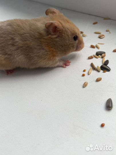 Хомячиха сирийская