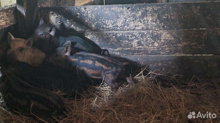 Поросята венгерской мангалицы