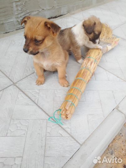 Щенки в добрые руки