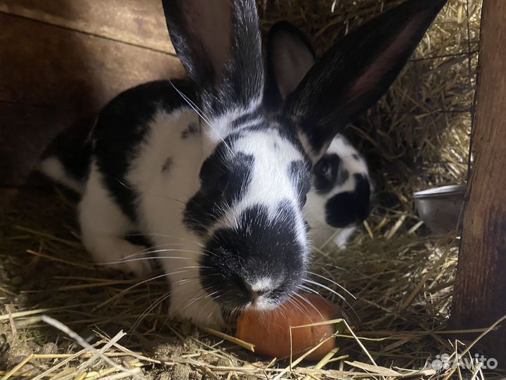 Кролики Французский баран