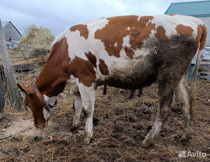 Коровы, нетель, телята