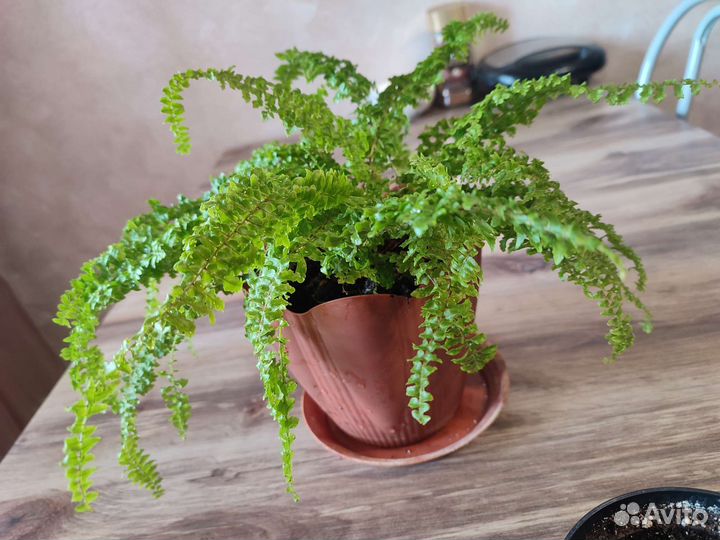 Папоротник