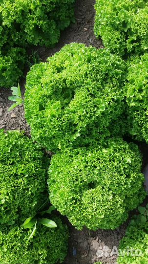 Свежая зелень