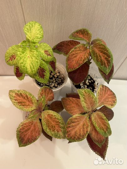 Комнатные растения(излишки). Часть2