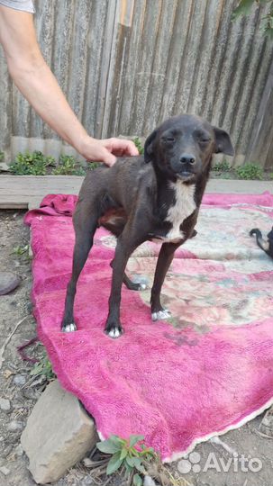 Собака в добрые руки