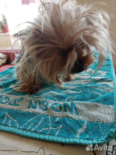 Груминг (модели)