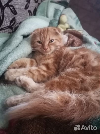 Котенок мальчик вислоухий