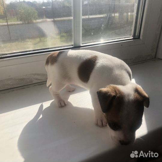 Щенок помесь бронь до вторника