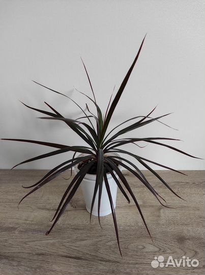 Традесканция Рео. Кактус. Драцена. Бегония. Алоэ