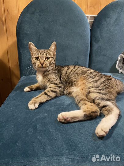 Отдам кошку
