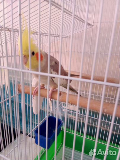 Попугай корелла с клеткой