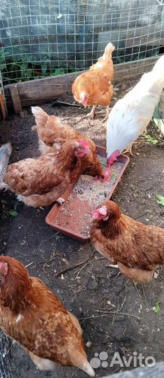 Куры несушки