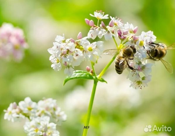 Мед 24 года натуральный оптом