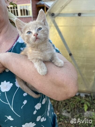 Котенок мальчик в добрые руки