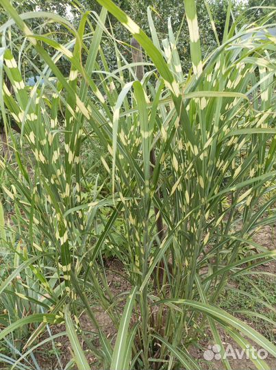 Мискантус зебринус