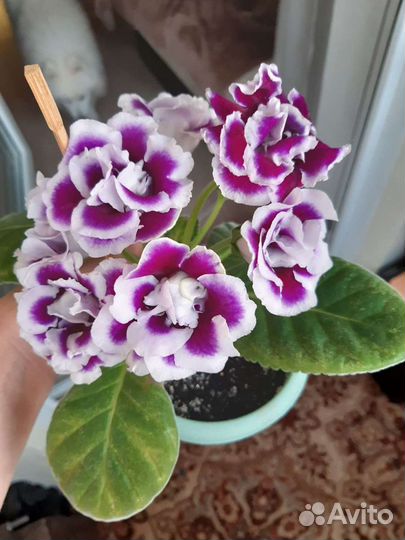 Глоксиния махровая