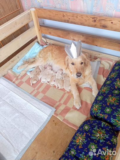 Щенки породы Голден Ретривер